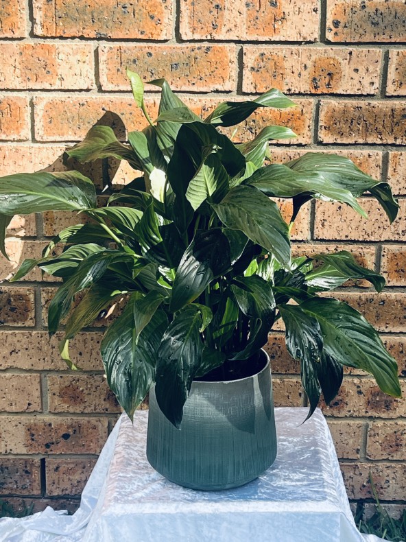 Peace Lily Potted